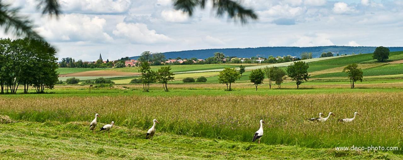 Gite L'Amarante Betschdorf المظهر الخارجي الصورة